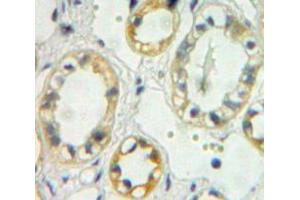 Used in DAB staining on fromalin fixed paraffin-embedded kidney tissue (TREH anticorps  (AA 237-420))