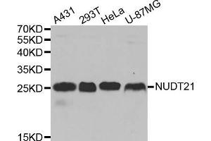 Western blot analysis of extracts of various cell lines, using NUDT21 antibody. (NUDT21 anticorps  (AA 1-227))