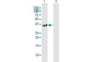 Western Blot analysis of BTN3A2 expression in transfected 293T cell line by BTN3A2 MaxPab polyclonal antibody.