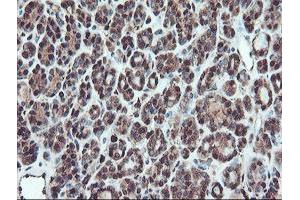 Image no. 2 for anti-serpin Peptidase Inhibitor, Clade B (Ovalbumin), Member 1 (SERPINB1) (AA 77-306) antibody (ABIN1491671)