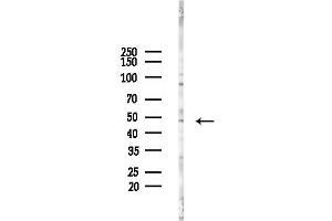 anti-Cell Adhesion Molecule 4 (CADM4) (C-Term) antibody