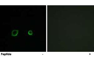 Immunofluorescence analysis of A-549 cells, using CNTN4 polyclonal antibody . (Contactin 4 anticorps)