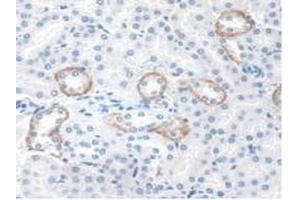 IHC-P analysis of Mouse Kidney Tissue, with DAB staining. (STAM2 anticorps  (AA 1-377))