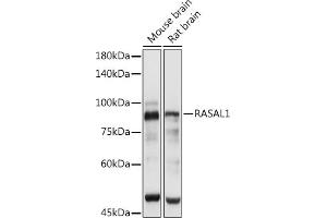 Western blot analysis of extracts of various cell lines, using R antibody (ABIN7269873) at 1:3000 dilution. (RASAL1 anticorps  (AA 120-340))