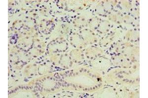 Immunohistochemistry of paraffin-embedded human pancreatic tissue using ABIN7169409 at dilution of 1:100