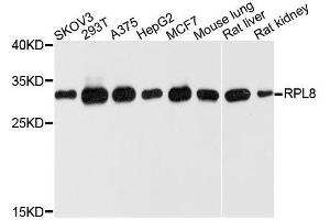 Western blot analysis of extracts of various cell lines, using RPL8 antibody. (RPL8 anticorps  (AA 1-257))