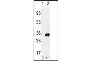 Western blot analysis of RPS6 (arrow) using RPS6 Antibody(Ser240/244) Cat. (RPS6 anticorps  (AA 227-257))