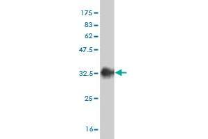 Western Blot detection against Immunogen (33.