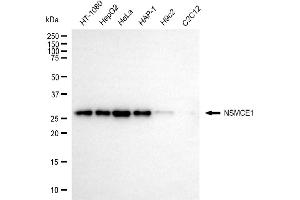 anti-Non-SMC Element 1 Homolog (NSMCE1) antibody