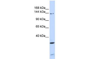WB Suggested Anti-PIK3R4 Antibody Titration: 0. (PIK3R4 anticorps  (N-Term))