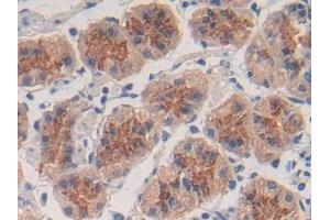 Detection of TGFb3 in Human Stomach Tissue using Polyclonal Antibody to Transforming Growth Factor Beta 3 (TGFb3) (TGFB3 anticorps  (AA 24-300))