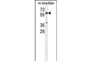 CTSA Antibody (N-term) (ABIN654433 and ABIN2844169) western blot analysis in mouse bladder tissue lysates (35 μg/lane).