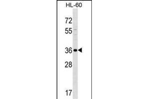 SPOCK3 Antibody (N-term) (ABIN1539316 and ABIN2849364) western blot analysis in HL-60 cell line lysates (35 μg/lane). (SPOCK3 anticorps  (N-Term))