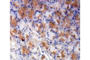 IHC-P analysis of stomach tissue, with DAB staining. (NT5C3 anticorps  (AA 1-297))