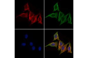 ABIN6264575 and ABIN6279739 staining HepG2 cells by IF/ICC.