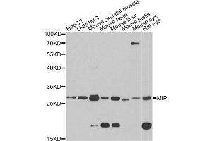 Western blot analysis of extracts of various cell lines, using MIP antibody (ABIN1873696) at 1:1000 dilution. (MIP anticorps)