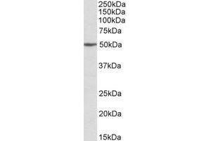 Western blot analysis: MON1A antibody staining of Jurkat lysate at 2 µg/ml (35µg protein in RIPA buffer). (MON1A anticorps  (Internal Region))