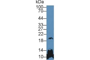 Western blot analysis of Mouse Cerebrum lysate, using Human GH Antibody (5 µg/ml) and HRP-conjugated Goat Anti-Rabbit antibody ( (Growth Hormone 1 anticorps  (AA 28-217))