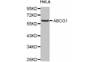 ABCG1 anticorps  (AA 1-220)