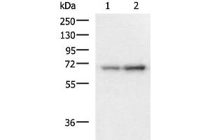 Western blot analysis of 293T and HepG2 cell lysates using PAIP1 Polyclonal Antibody at dilution of 1:1150 (PAIP1 anticorps)