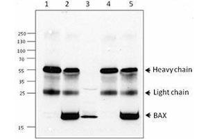 Western Blotting (WB) image for anti-BCL2-Associated X Protein (BAX) antibody (ABIN2666260) (BAX anticorps)