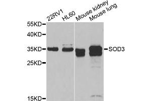 Western blot analysis of extracts of various cell lines, using SOD3 antibody. (SOD3 anticorps)