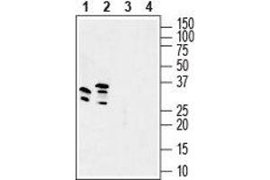Western blot analysis of mouse brain lysate (lanes 1 and 3) and rat brain membranes (lanes 2 and 4): - 1, 2. (GSG1-Like anticorps  (Intracellular))