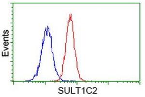 Image no. 3 for anti-Sulfotransferase Family, Cytosolic, 1C, Member 2 (SULT1C2) antibody (ABIN1501231) (SULT1C2 anticorps)