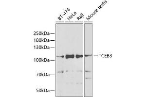 Western blot analysis of extracts of various cell lines, using TCEB3 antibody (ABIN6131620, ABIN6148938, ABIN6148939 and ABIN6222760) at 1:1000 dilution. (TCEB3 anticorps  (AA 679-798))