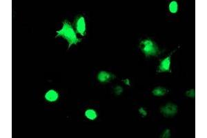 Anti-TAL1 mouse monoclonal antibody (ABIN2455270) immunofluorescent staining of COS7 cells transiently transfected by pCMV6-ENTRY TAL1 (RC222628). (TAL1 anticorps)