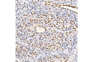 Immunohistochemistry of paraffin-embedded rat spleen using TES Rabbit pAb (ABIN7270772) at dilution of 1:200 (40x lens).