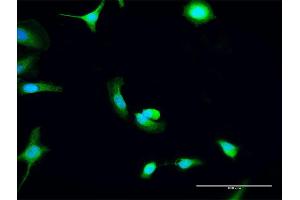 Immunofluorescence of purified MaxPab antibody to C8orf33 on HeLa cell. (C8orf33 anticorps  (AA 1-229))