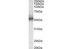 ABIN870699 (0. (TRIM11 anticorps  (AA 249-263))