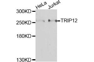 Western blot analysis of extracts of various cells, using TRIP12 antibody. (TRIP12 anticorps)