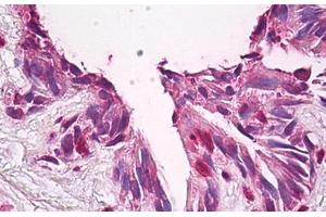 Anti-FUZ / FY antibody IHC staining of human lung. (FUZ anticorps  (AA 338-355))