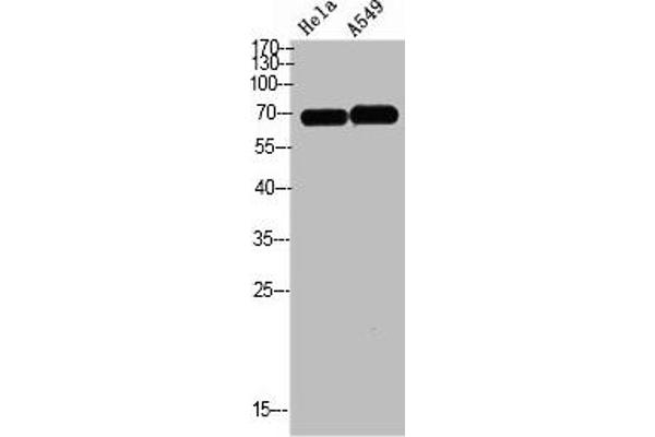DCT anticorps  (AA 1268-1341)
