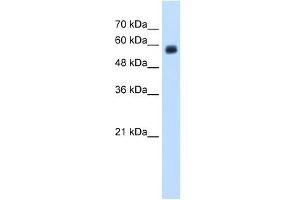 CLEC4M antibody used at 1. (C-Type Lectin Domain Family 4, Member M (CLEC4M) (N-Term) anticorps)