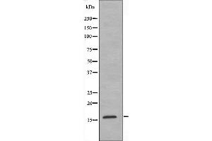 Western blot analysis of extracts from HeLa cells using MRPL14 antibody. (MRPL14 anticorps  (C-Term))