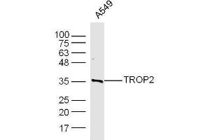 A549 cell lysates probed with Rabbit Anti-TROP2 Polyclonal Antibody, Unconjugated  at 1:500 for 90 min at 37˚C.