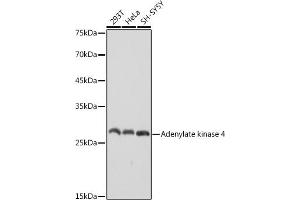 Western blot analysis of extracts of various cell lines, using Adenylate kinase 4 antibody (ABIN7265467) at 1:1000 dilution. (AK4 anticorps)