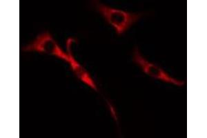 ABIN6272650 staining Hela cells by IF/ICC. (CDC37L1 anticorps  (Internal Region))