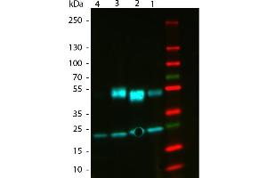 Western Blot of ATTO 488 Rabbit Anti-Mouse IgG (gamma 1, 2a, 2b, 3) secondary antibody.