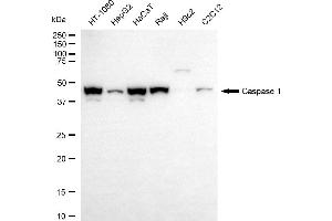 Western blotting analysis using caspase 1 antibody (ABIN7797886).
