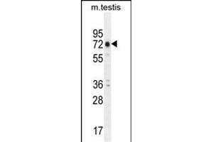 ANKRD5 Antibody (C-term) (ABIN655210 and ABIN2844824) western blot analysis in mouse testis tissue lysates (35 μg/lane). (ANKRD5 anticorps  (C-Term))
