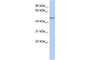 WB Suggested Anti-Gcom1 Antibody Titration: 0. (GCOM1 anticorps  (Middle Region))