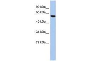 Image no. 1 for anti-Zinc Finger Protein 25 (ZNF25) (C-Term) antibody (ABIN6742260) (ZNF25 anticorps  (C-Term))