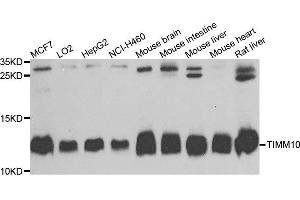 Western blot analysis of extracts of various cells, using TIMM10 antibody. (TIMM10 anticorps)