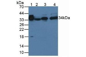 Western blot analysis of (1) Rat Serum Tissue, and (2) Rat Spleen Tissue, using Rabbit Anti-Rat aZGP1 Antibody (3 µg/ml) and HRP-conjugated Rabbit Anti-Mouse antibody ( (AZGP1 anticorps  (AA 18-296))