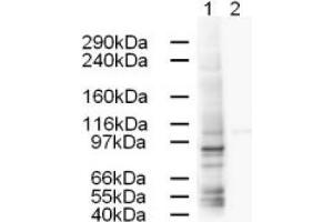 Image no. 1 for anti-Adaptor-Related Protein Complex 1, gamma 1 Subunit (AP1G1) (AA 646-659) antibody (ABIN401169) (gamma 1 Adaptin anticorps  (AA 646-659))