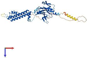 AlphaFold protein structure predicition of Mouse Recombinant Kcnj12 Protein, UniprotID P52187